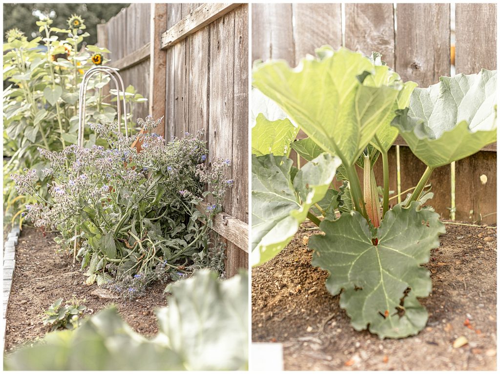 Rhubarb plant growing in a Portland Oregon Maternity & Newborn Photographer's backyard garden