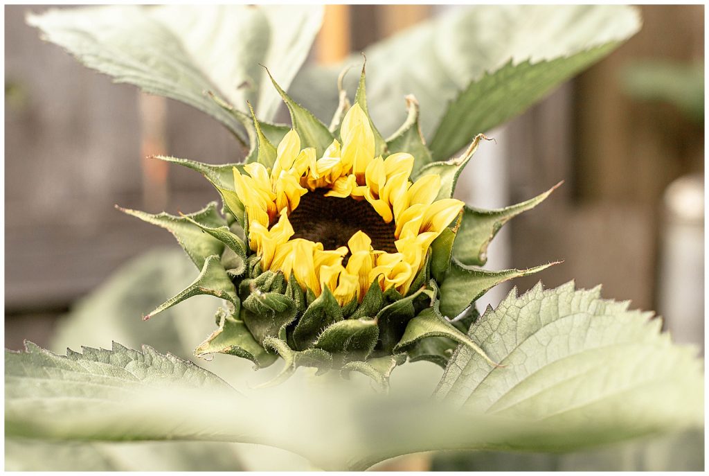 sunflower opening up in a backyard garden at a portland photographer's home