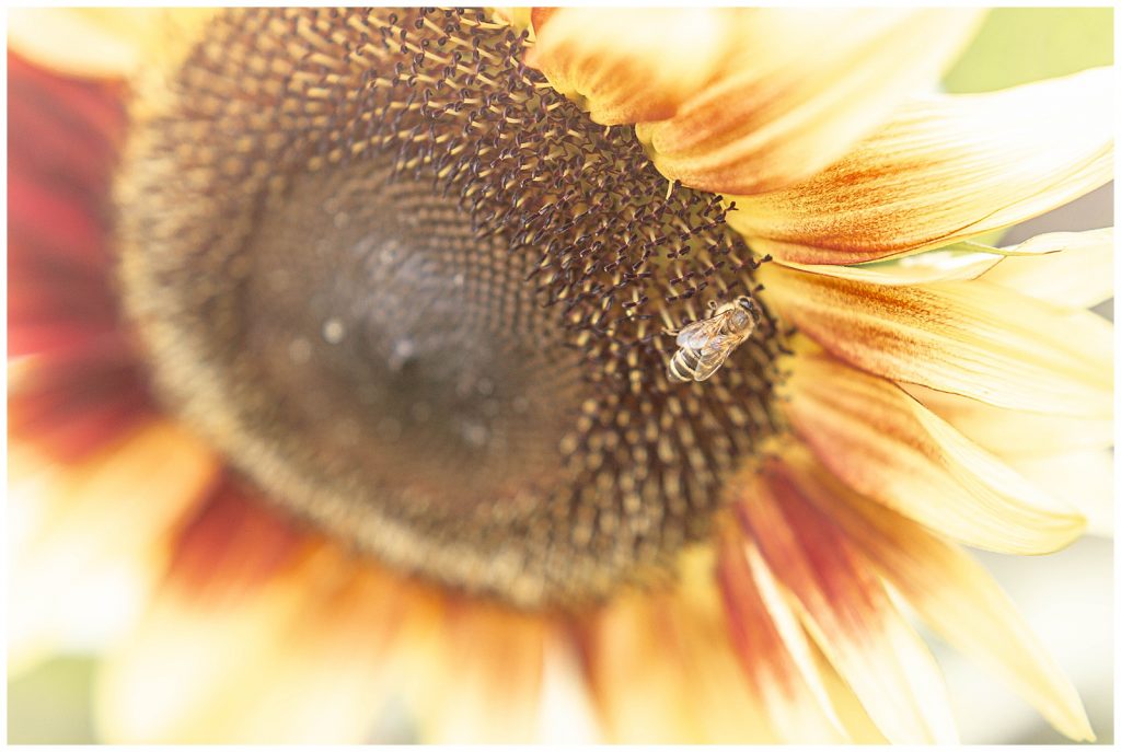 Closeup of sunflower photo with a bee on it
