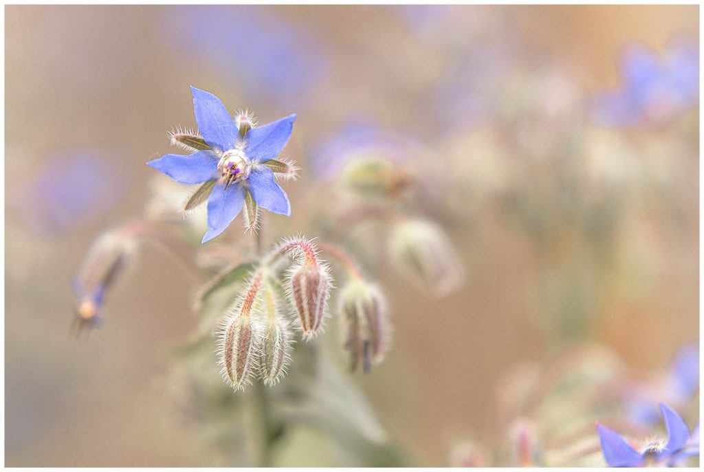 Close-up of borage flower in a Portland Newborn Photographer's backyard garden