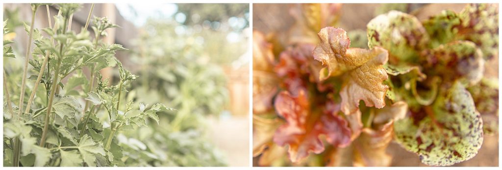 plant close-ups in backyard garden at portland photographer's home
