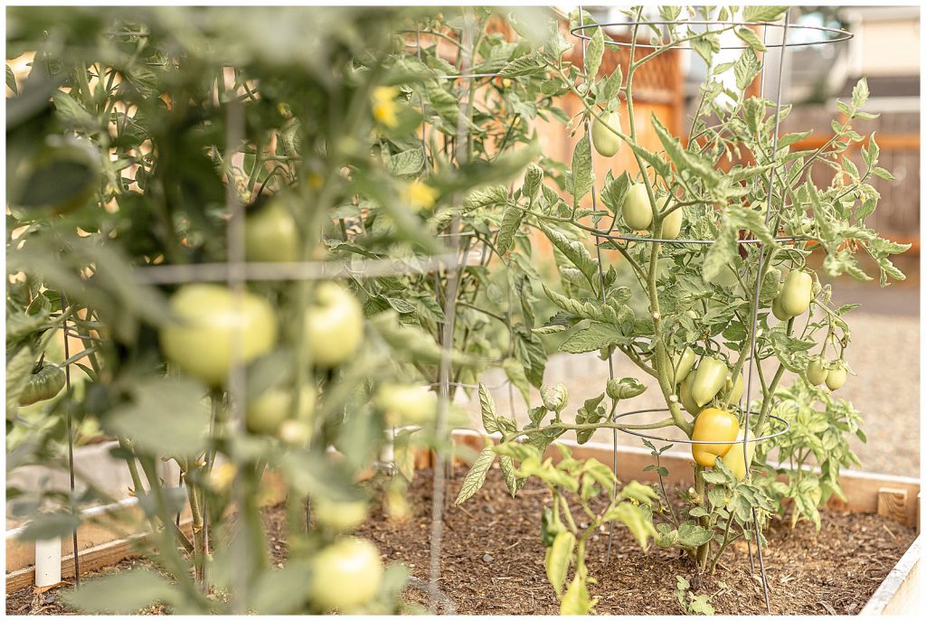 Tomatoes growing in cages in a portland photographer's backyard garden