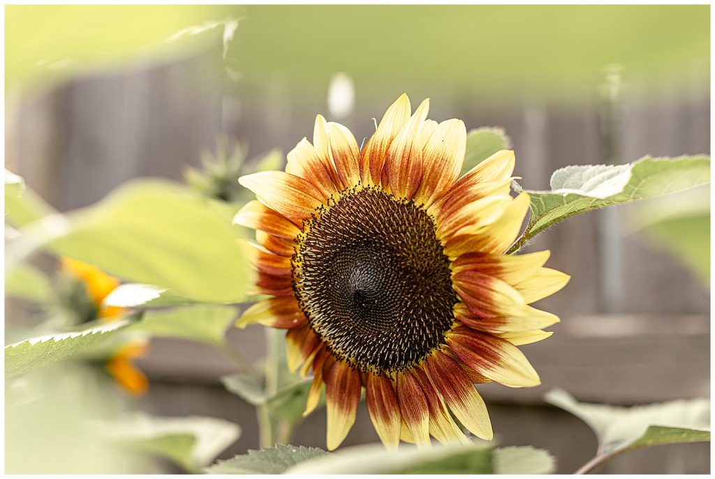 Close up of a sunflower growing in a Portland Oregon Photographers backyard garden
